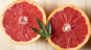 Grapefruit cannabis strain